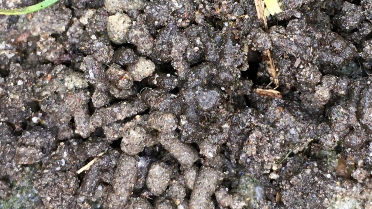 Regenwormenpoep (foto: Bodemdierdagen).