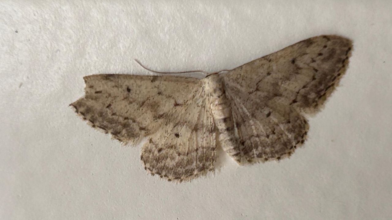 Een paardenbloemspanner (foto: Jos van Erp).