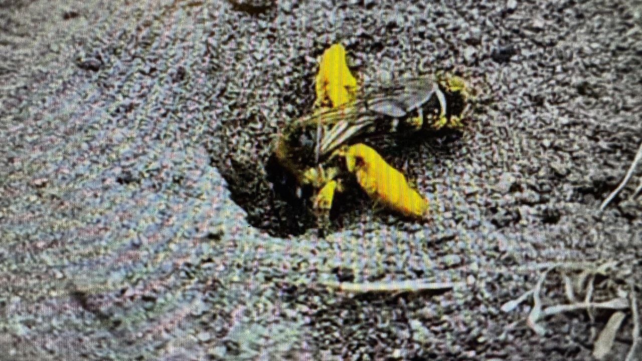 Een pluimvoetbij (foto: Patricia Scholten).