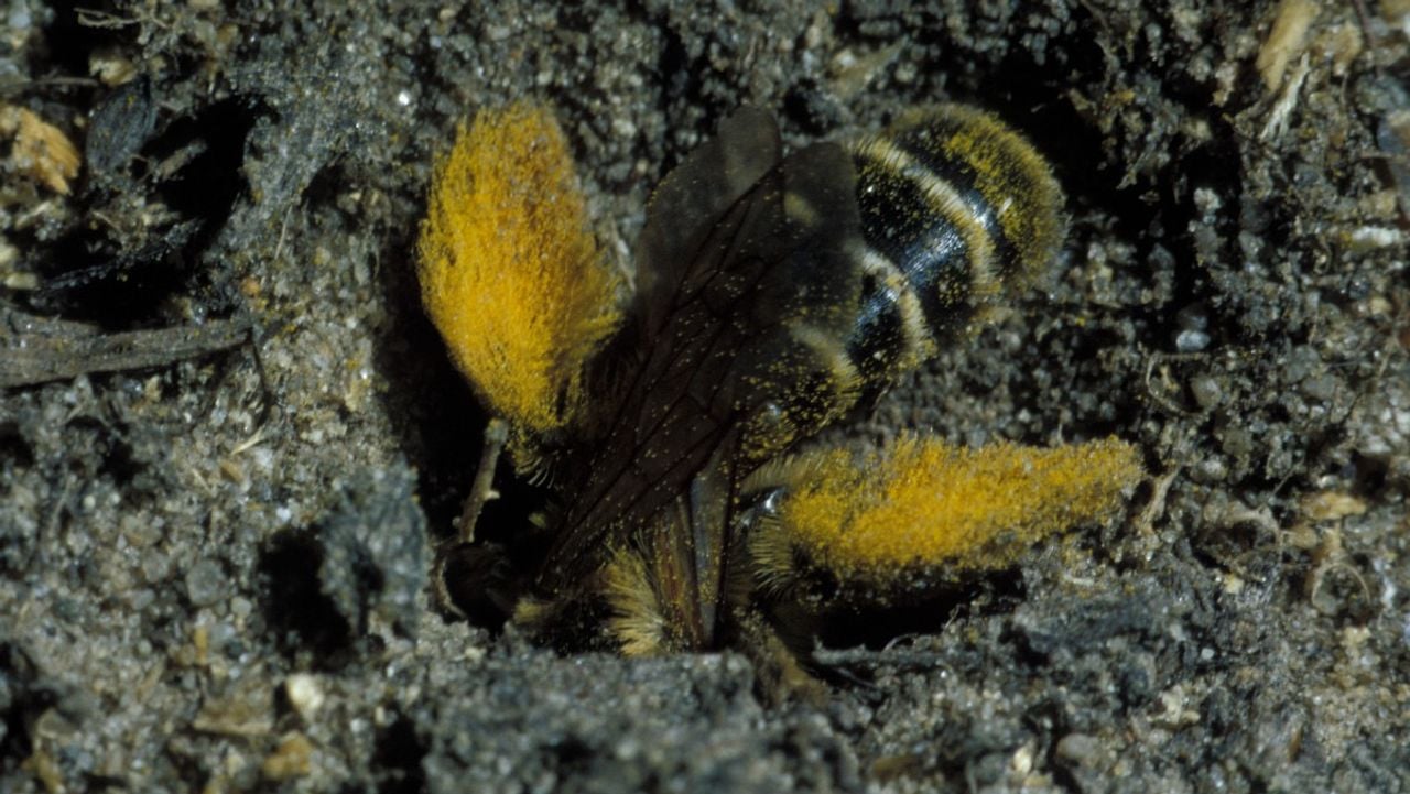 Een pluimvoetbij bij een nest (foto: Saxifraga/Pieter van Breugel).
