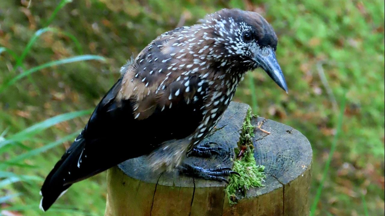 Een notenkraker (foto: Patricia Smulders).