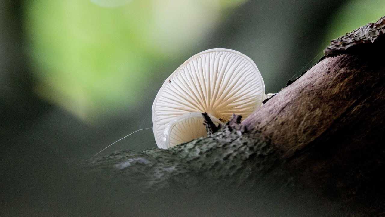 Een porceleinzwam (foto IVN Grave).