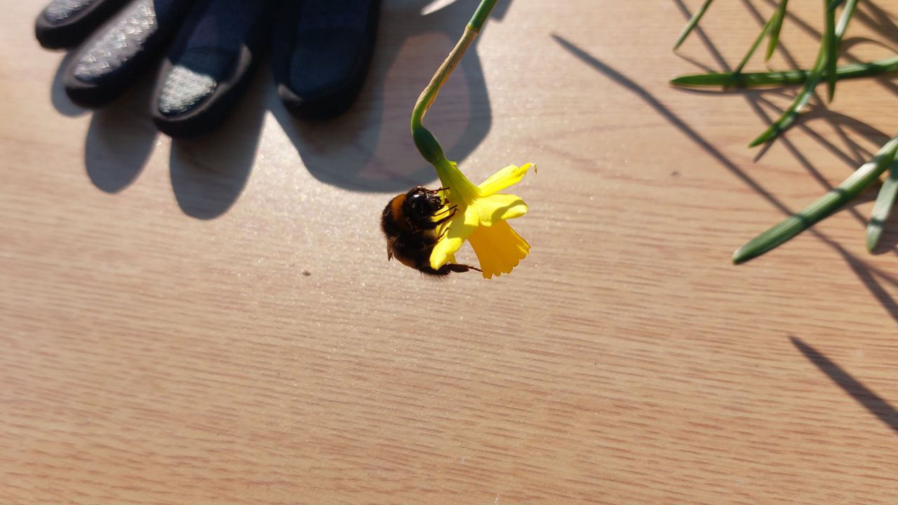 Een grote narcisvlieg (foto: Arina van der Heijden).