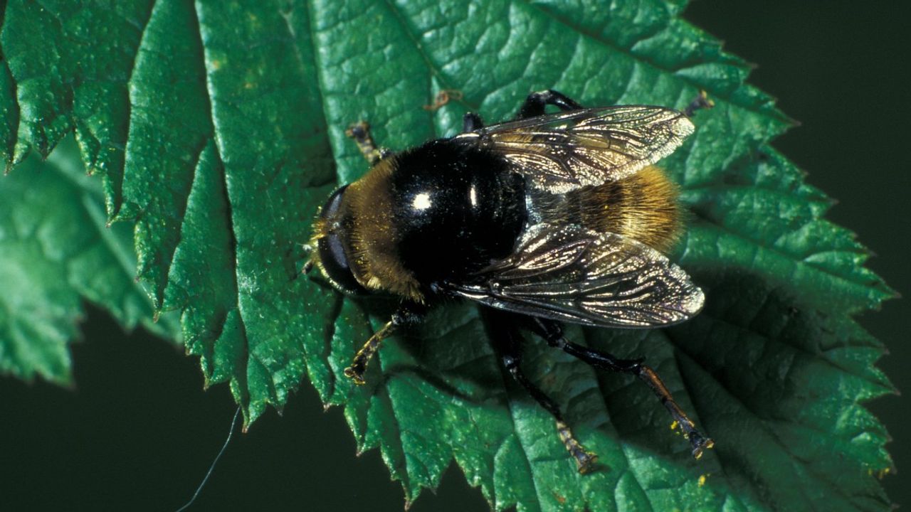 Een grote narcisvlieg (foto: Saxifraga/Frits Bink).