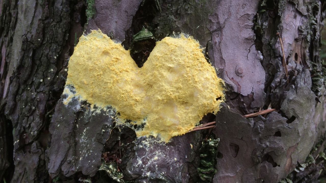 Gele heksenboter op een grove den (foto: Frans Kapteijns).