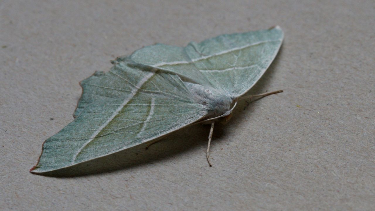 Een appeltak (foto: Tom en Nellie van den Heuvel).