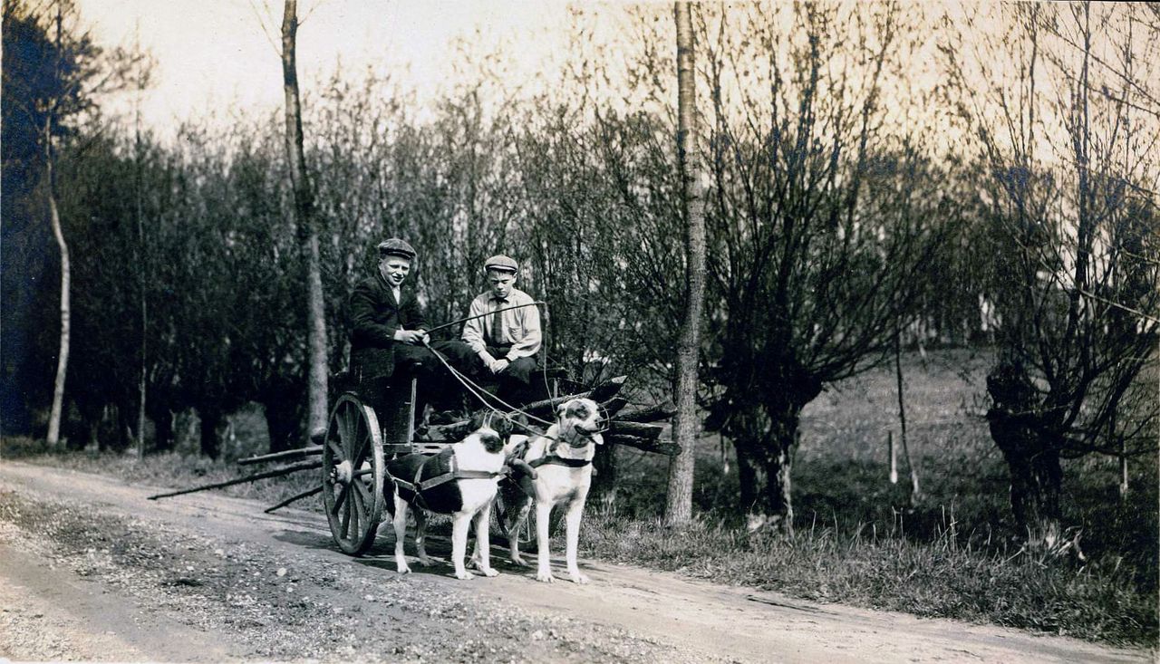 Jongens in Ravenstein op de hondenkar in 1906 (foto: Andries Nielen/BHIC).