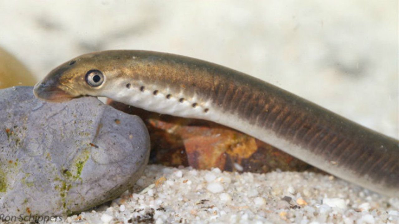 Een beekprik (foto: archief).