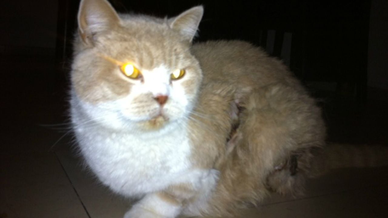 De Tilburgse Prince (foto: Archief)