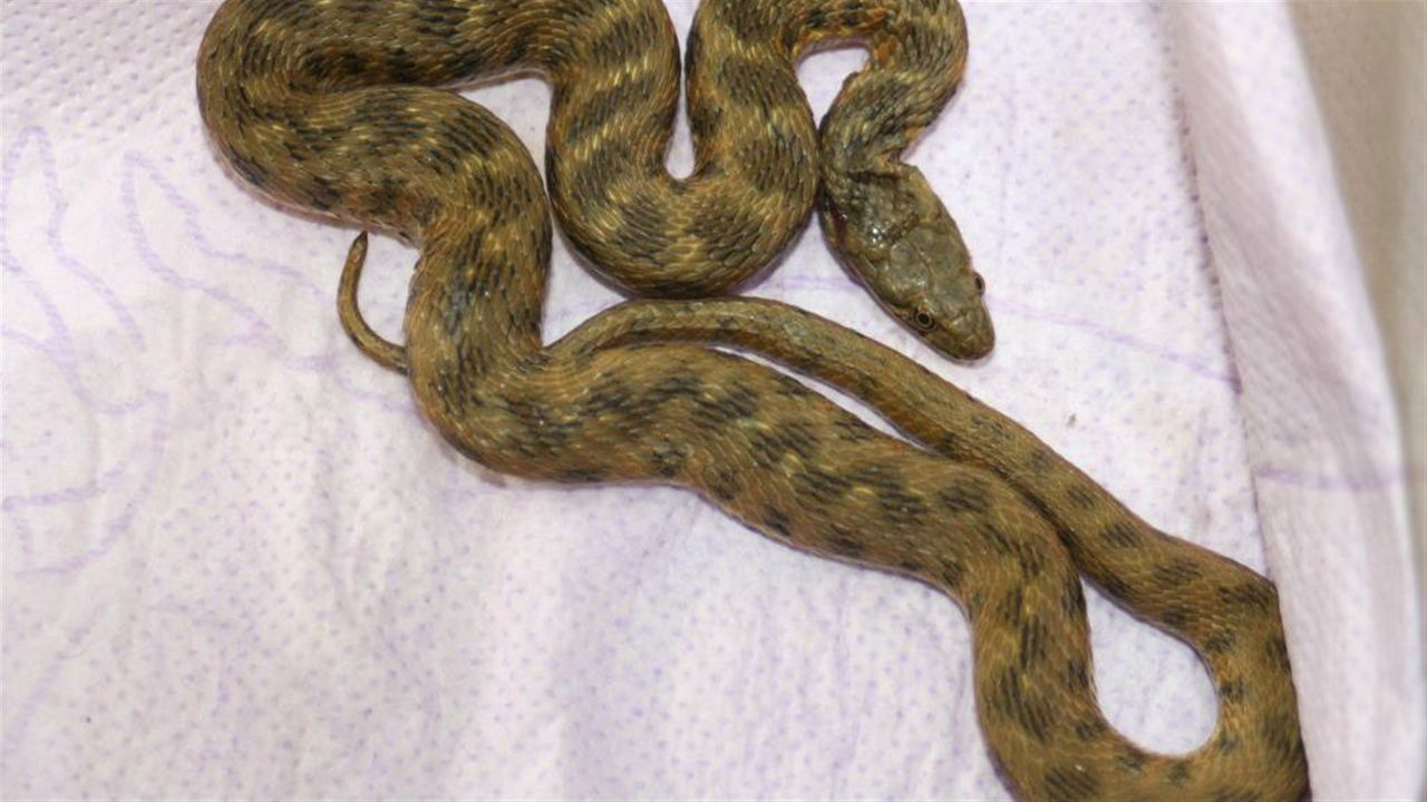 De dobbelsteenslang in huis bij Liana.