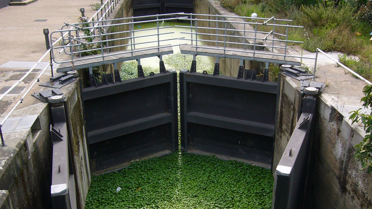 Dit kan waternavel met de wateren doen (archieffoto: Flickr/Gordon Joly)