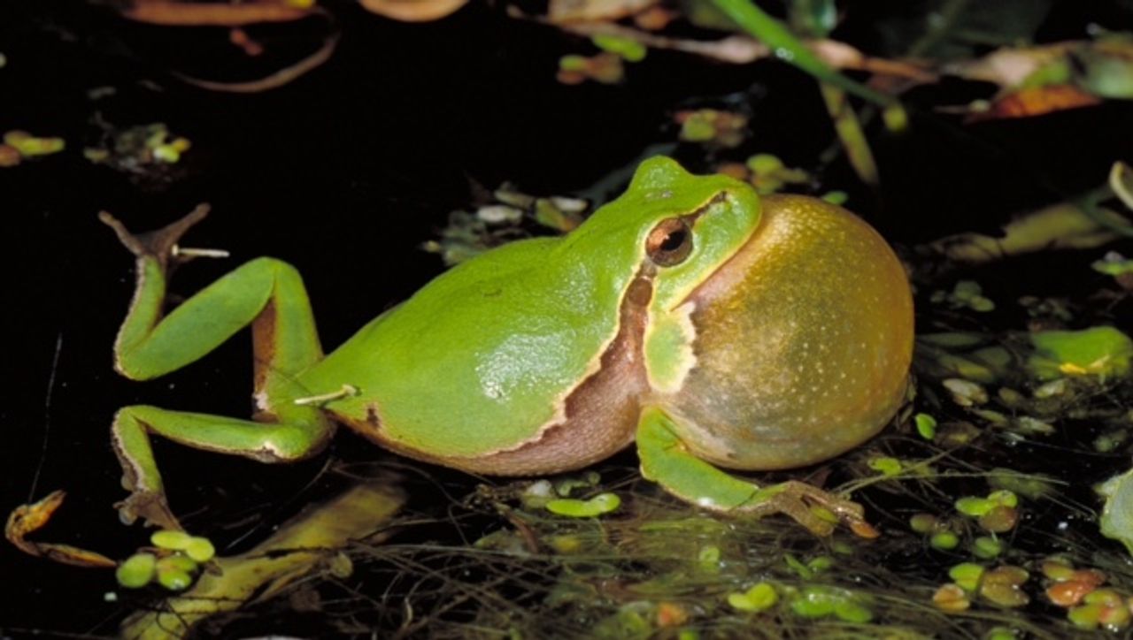 Boomkikker in actie (foto: R. Krekels Adviesbureau Natuurbalans)