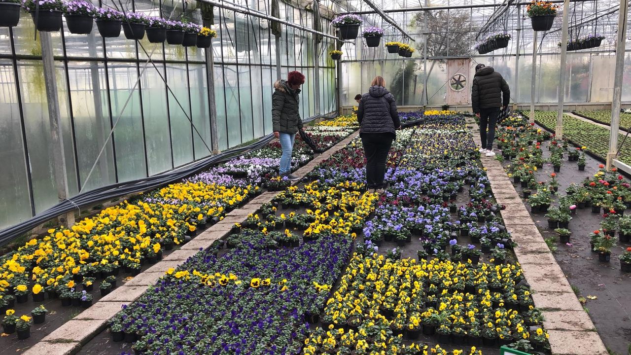 Bezoekers aan de kwekerij kunnen de komende dagen gratis ruikers ophalen (foto: Perry Pijnen).