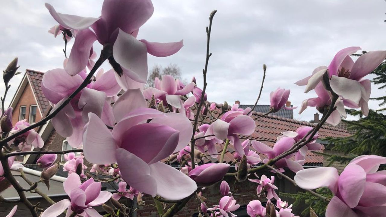 Magnolia's beginnen weer te bloeien. (Foto: Erik Peeters)