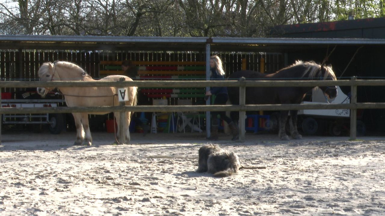Drie pony's bij het therapeutisch centrum in Etten-Leur (foto: Raoul Cartens).
