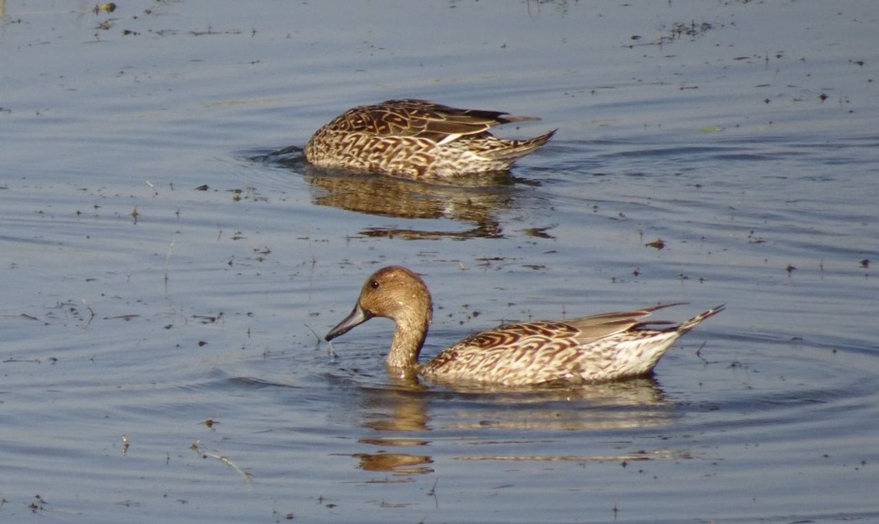 Een vrouwtje van de pijlstaarteend (foto: Bishnu Sarangi via Pixabay)