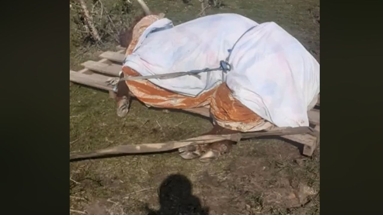 Het dier werd naar een veilige plek gebracht. (Foto: Dierenambulance Brabant Noord-Oost)