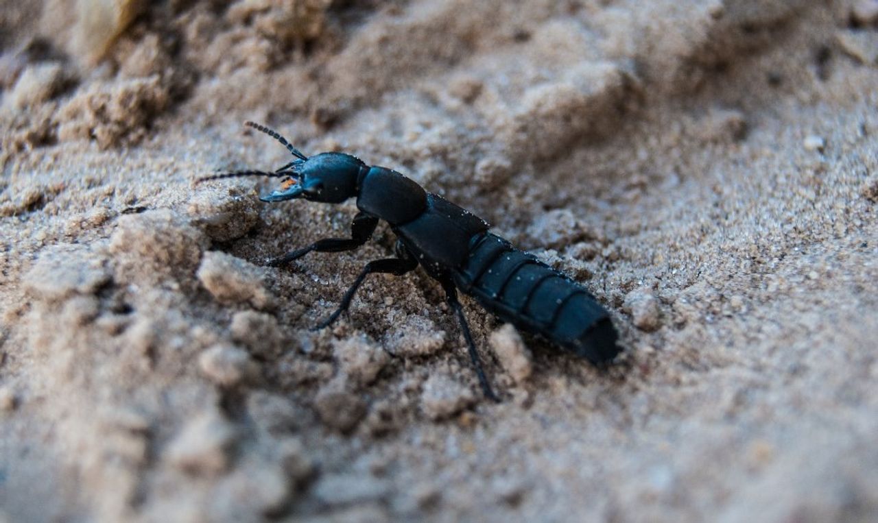 Een stinkende kortschildkever (foto: Michel van der Vegt via Pixabay).