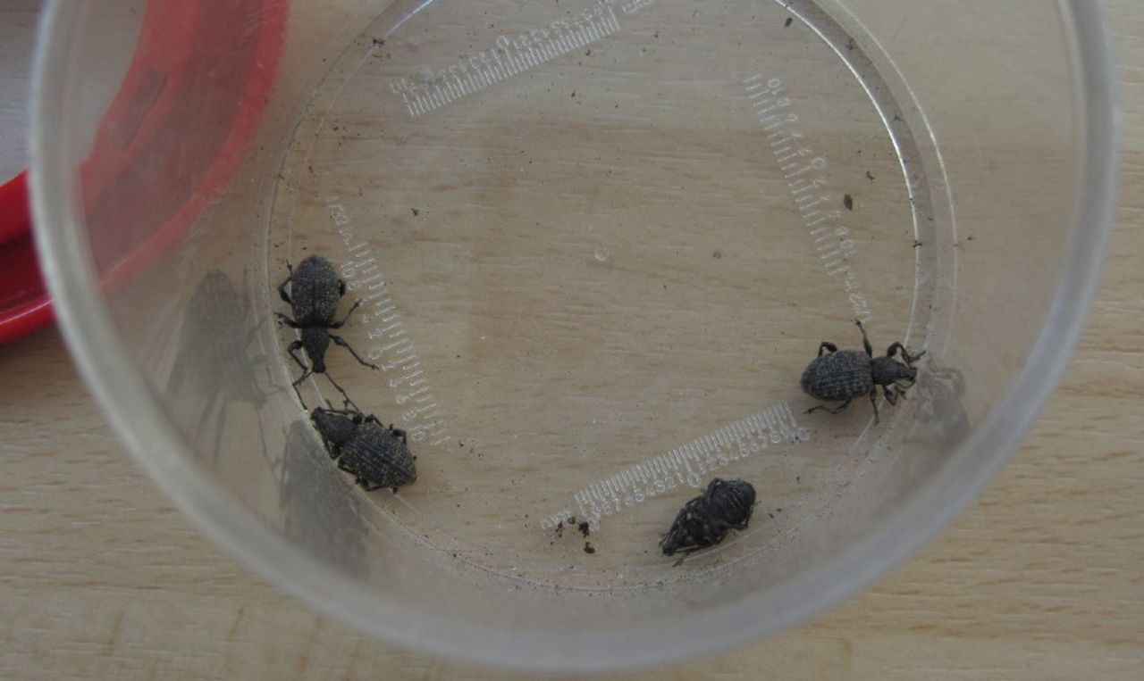 Gegroefde lapsnuitkevers of taxuskevers (Foto: Hans Meeuwsen).