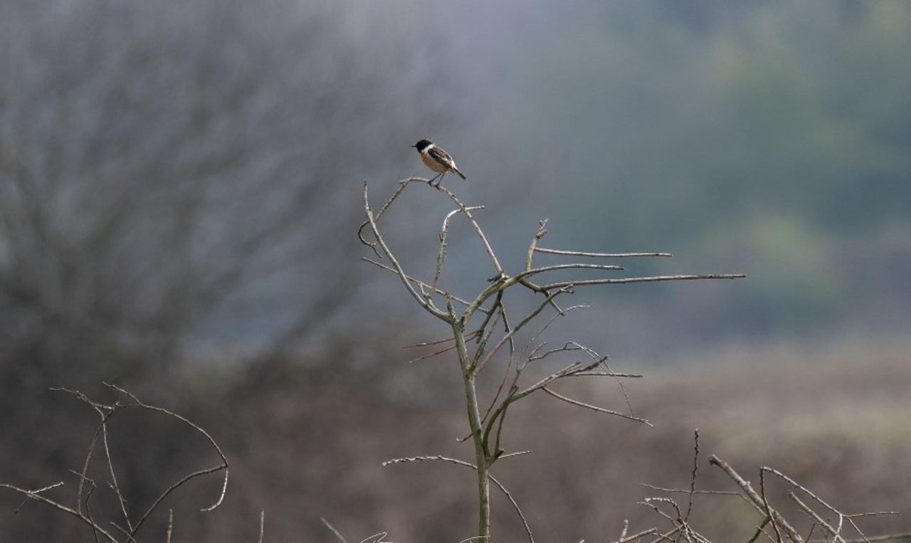 Een roodborsttapuit (foto: Patricia Beerens).