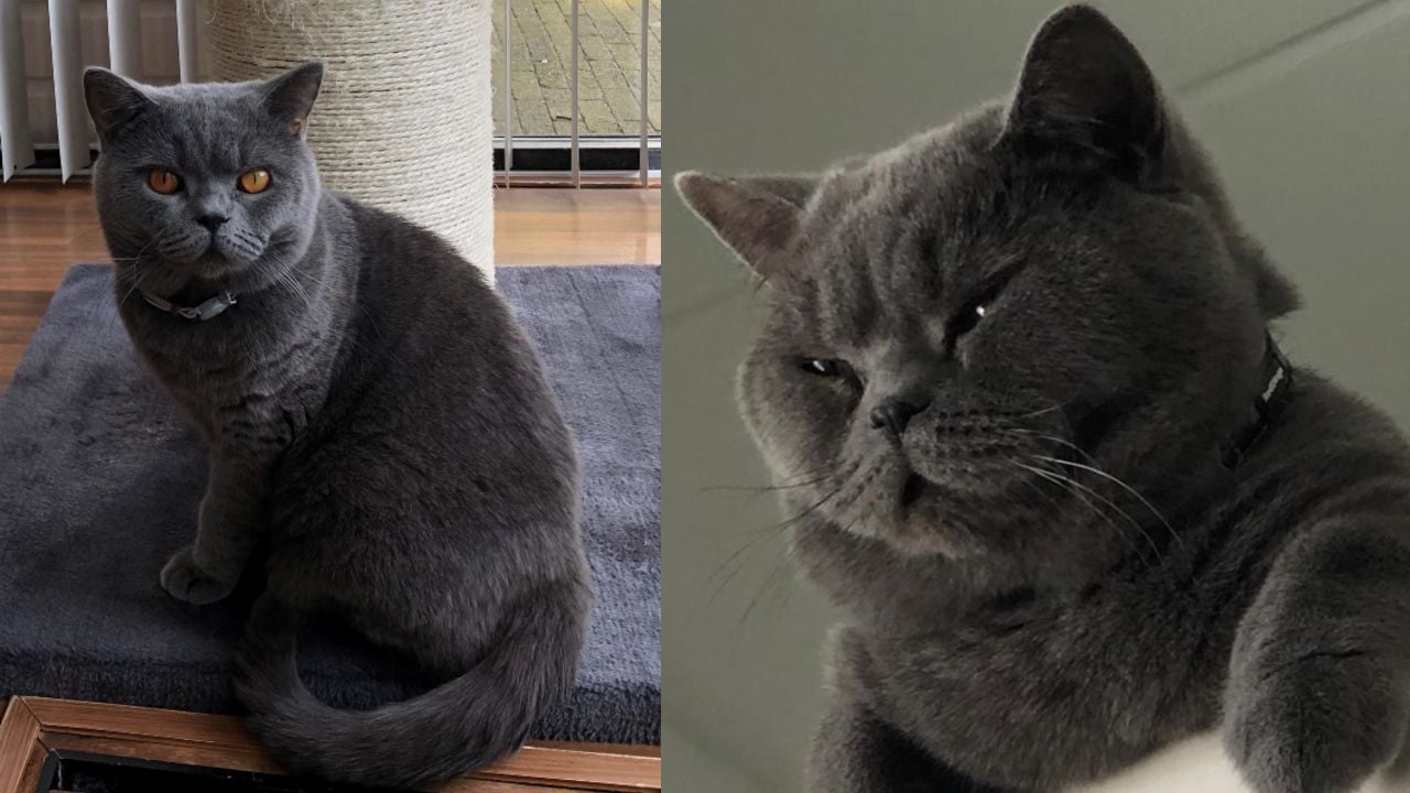 Wie weet waar kater Kas is? (Foto's: Fatme Tasim)