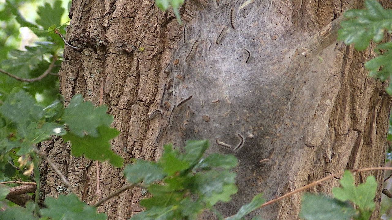 Een nest eikenprocessierupsen (foto: archief).