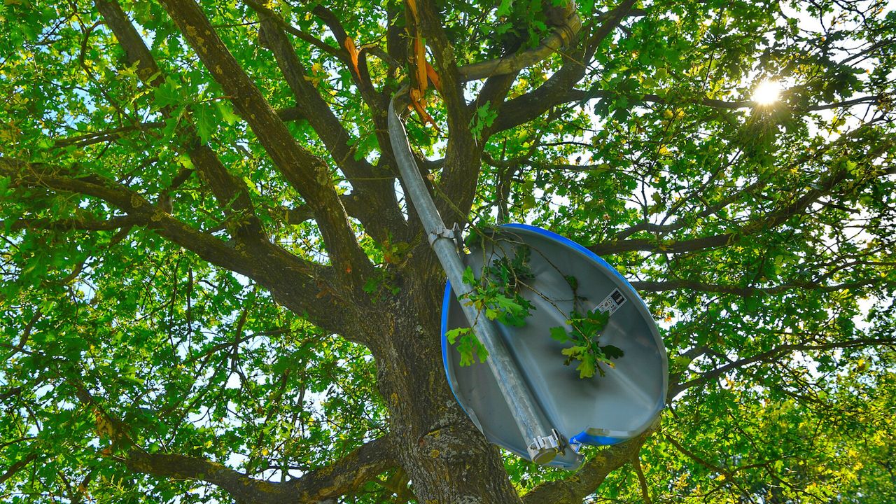 Een verkeersbord werd in een boom geslingerd. (Foto: Rico Vogels / SQ Vision)