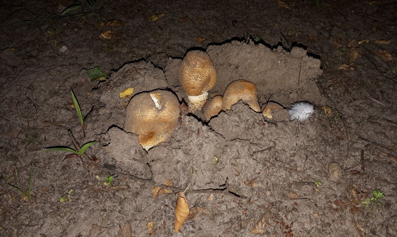 Parasolzwammen (foto: Jose Wismans).