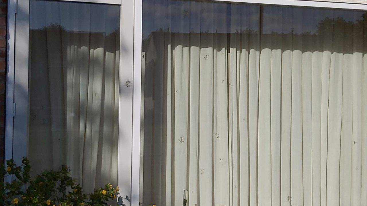 Het is muggenpaartijd.