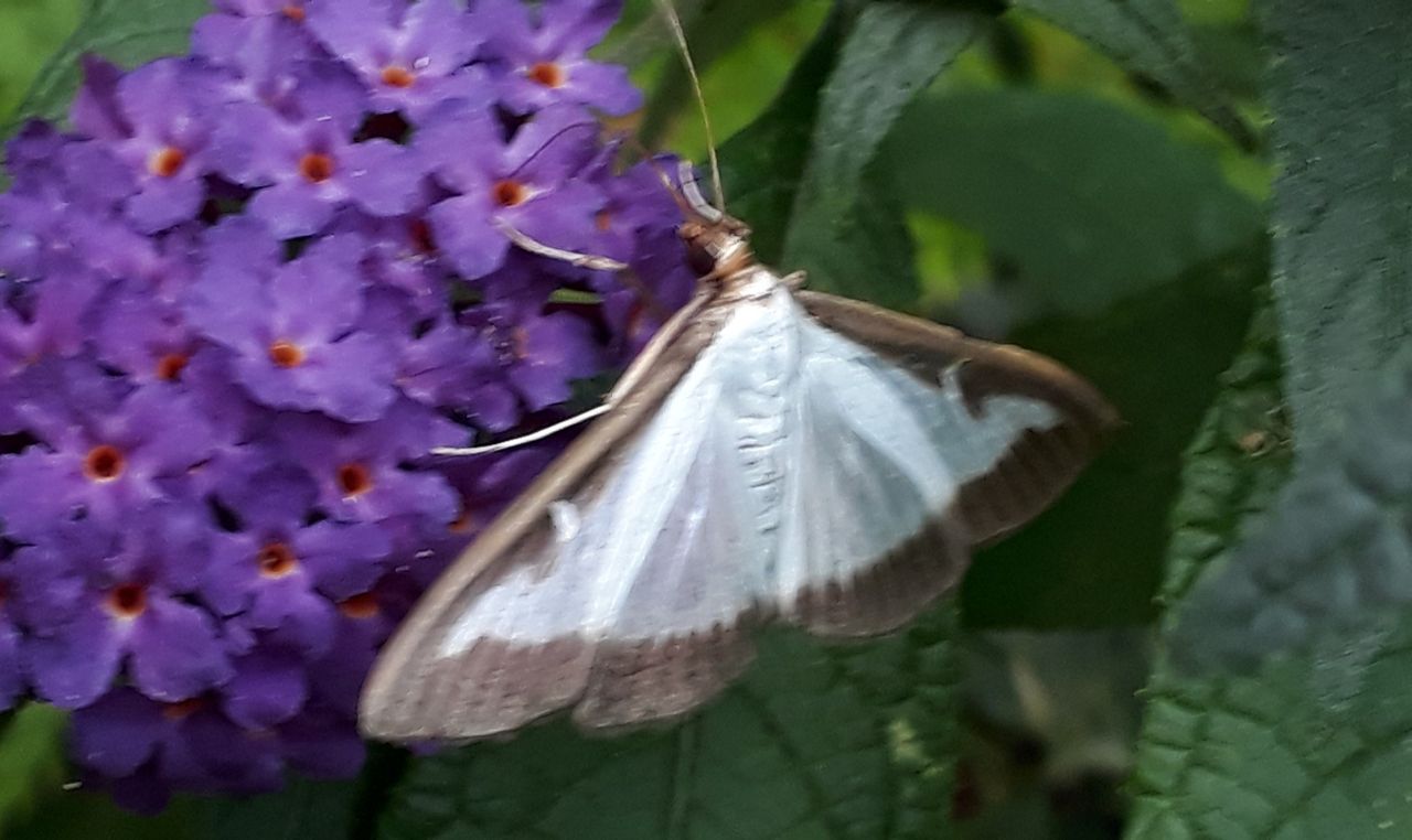 Een buxusmot (foto: Nelly de Beule).