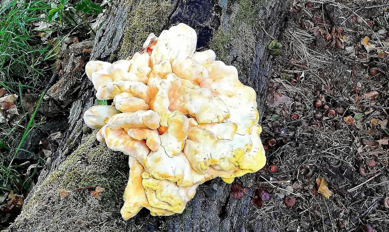 Een zwavelzwam (foto: Bartho Vos).