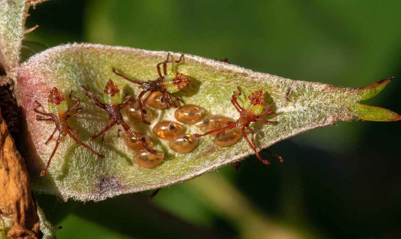 Eitjes en nimfen van de smalle randwants (foto: G. Beker)
