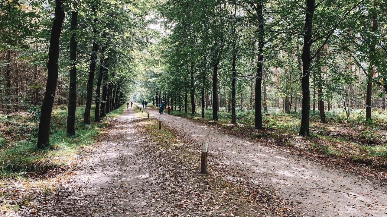 Leegte in het Mastbos