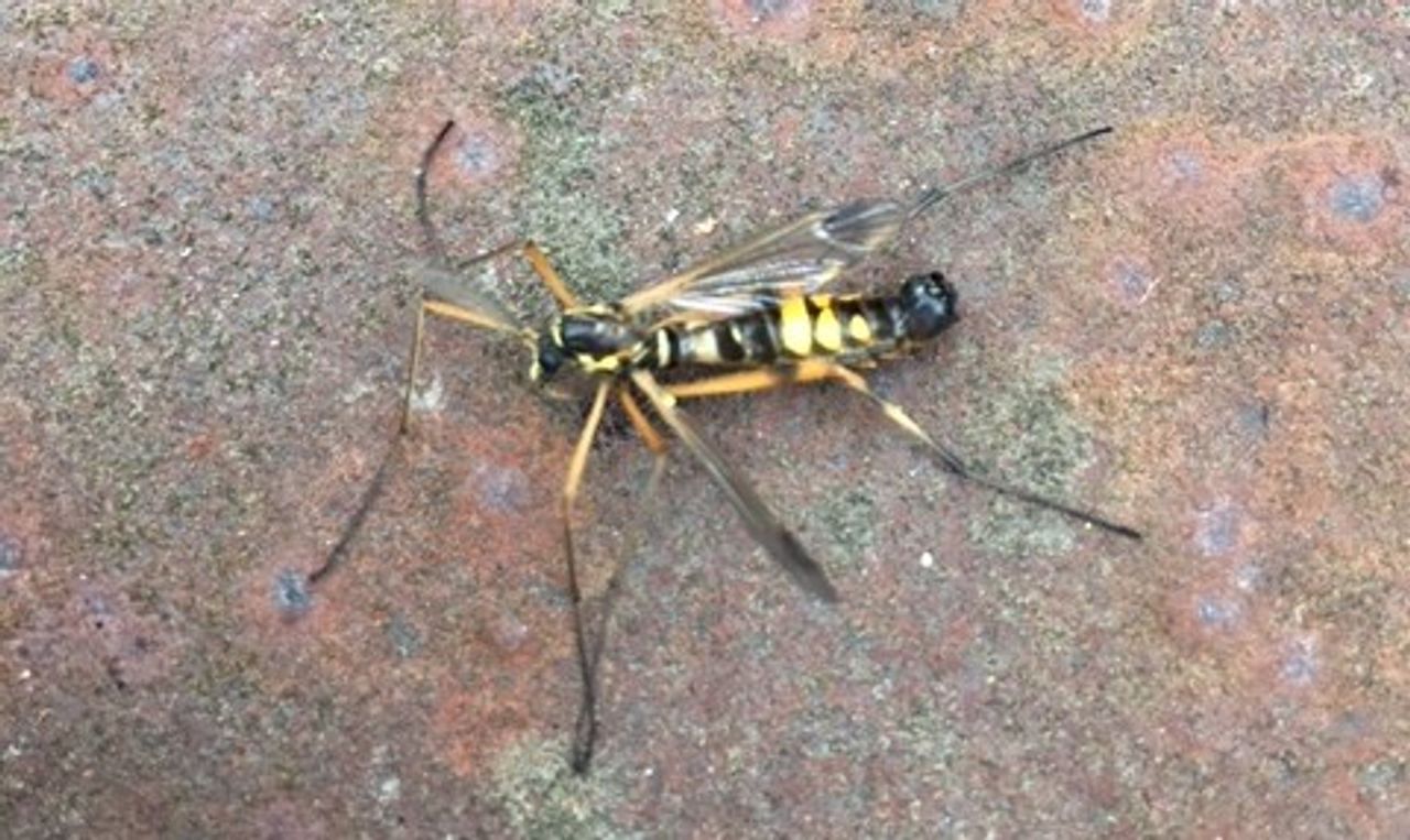 De ctenophora festiva (foto: Carel Verdonschot).