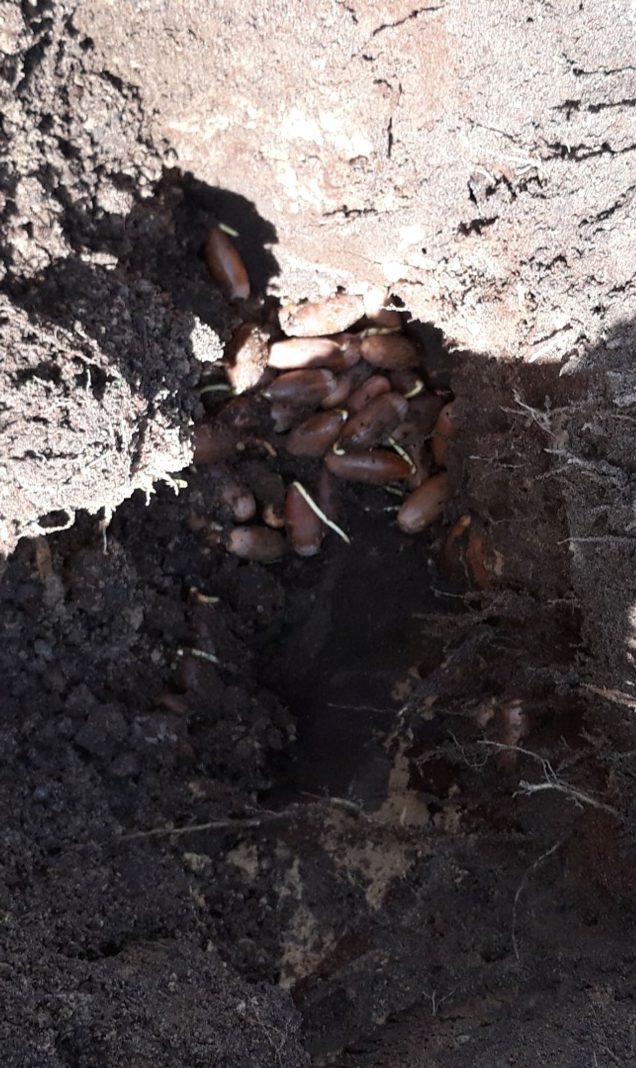 Een enorme wintervoorraad eikels van de bosmuis (foto: Cor Meeuws)