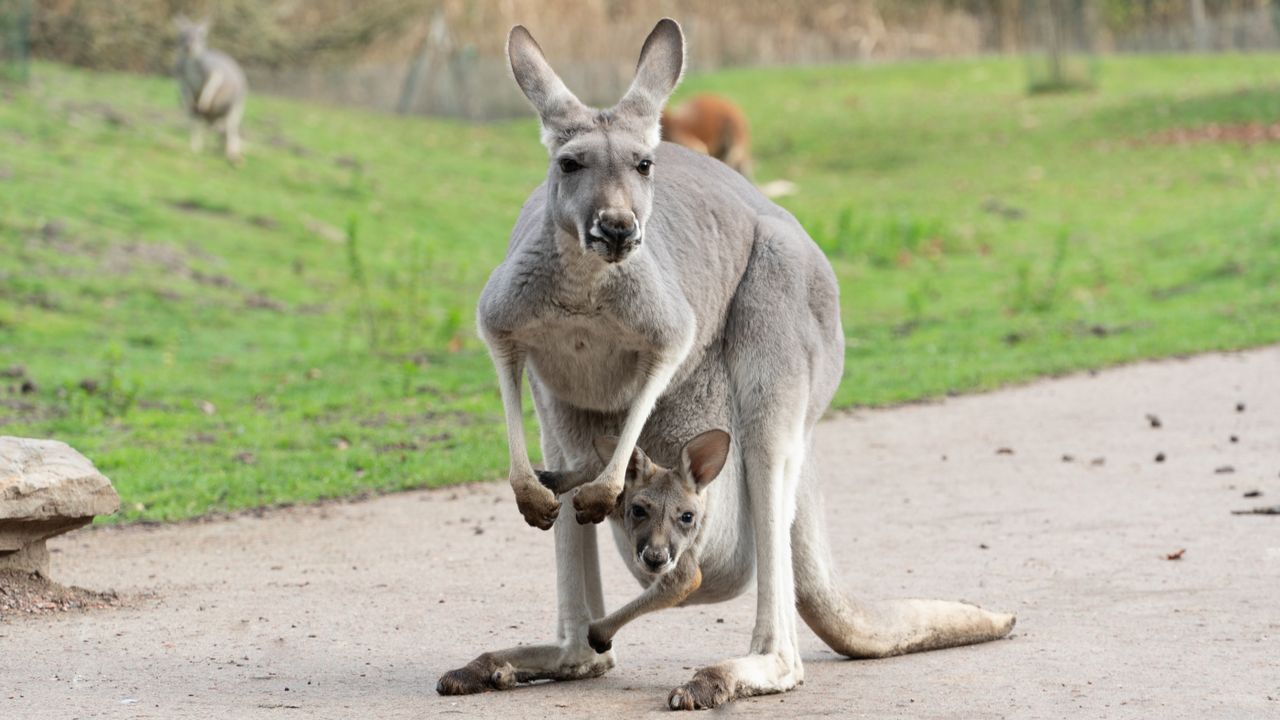 Drie rode reuzenkangoeroes in ZooPark Overloon hebben een kleine 'joey' in hun buidel (foto: ZooParc Overloon)
