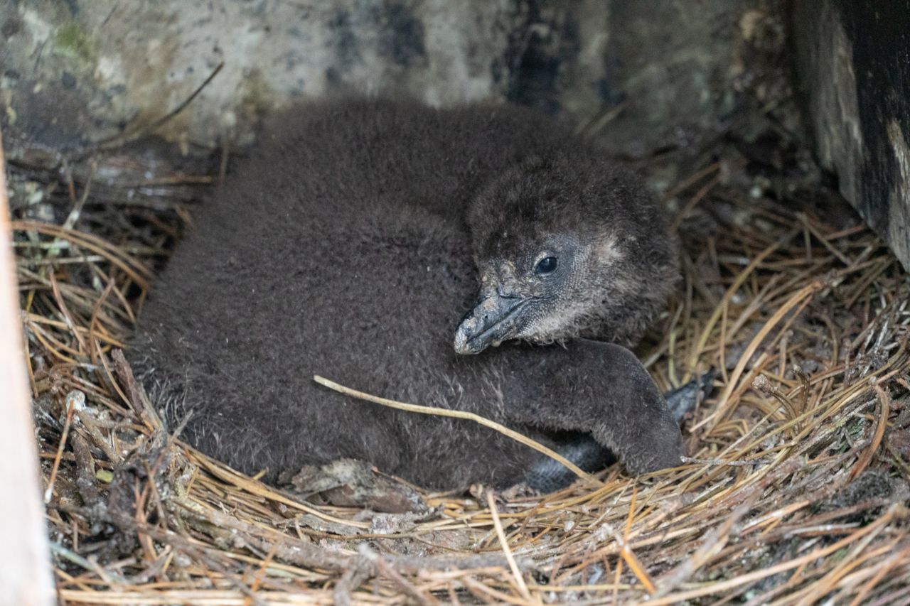Er kropen ook vier kleine pinguïns uit hun ei (foto: ZooParc Overloon)