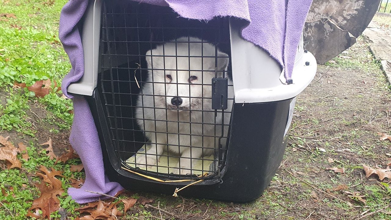 Poolvos klaar voor vertrek naar zijn nieuwe thuis (foto: Dirk Verhoeven).