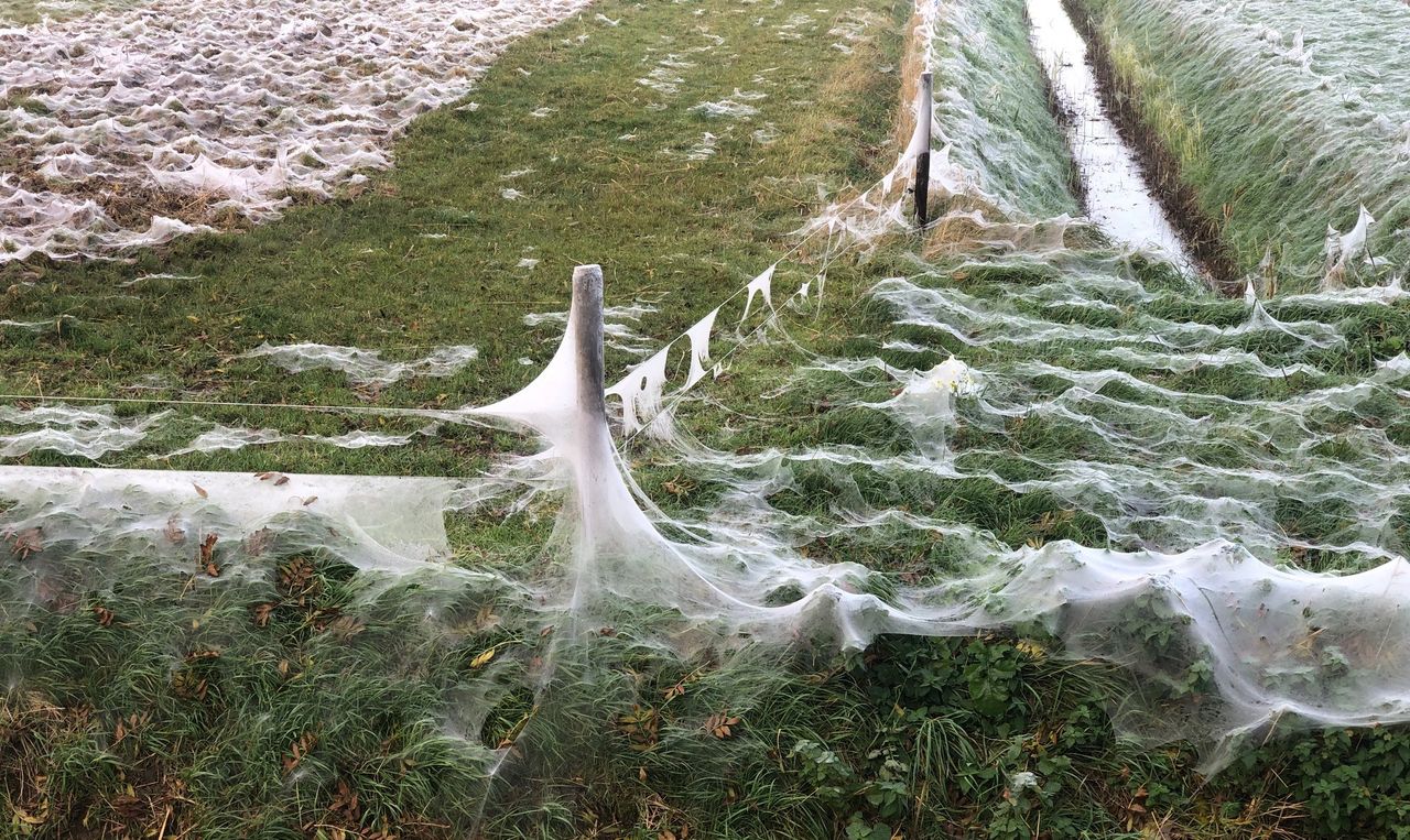 Veel spinrag van kleine hangmatspinnen (foto: Paul Holster).