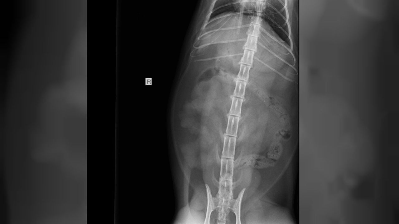 De darmen van Rudy (foto: Dierenkliniek Heusden& Altena).