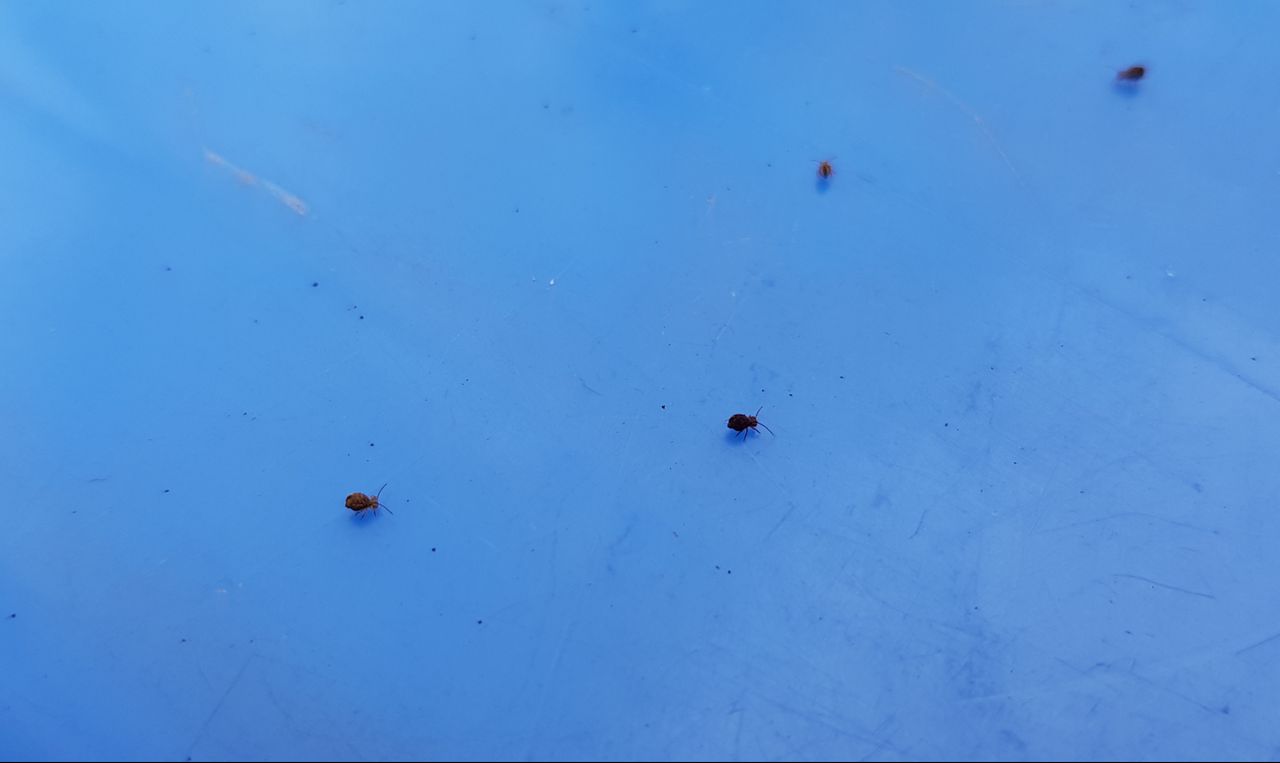 Tientallen bladluizen op de kliko's J. van der Meulen