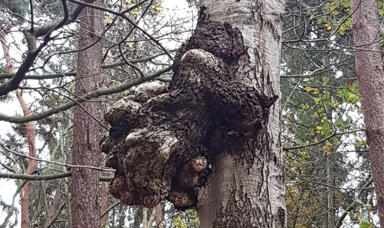 Boomkanker op een berk (foto: Jeanne Graumans).