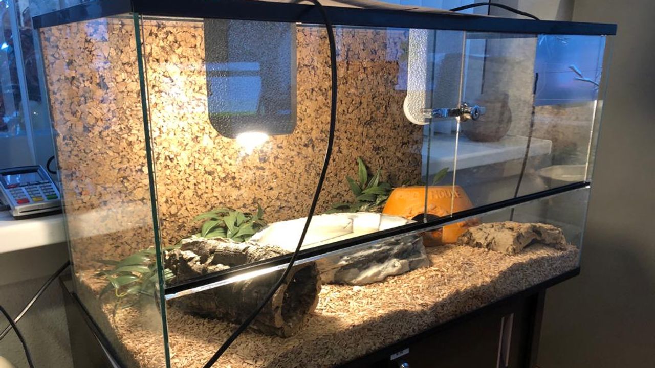 Het terrarium van de slang (foto: dierenpolitie Oost-Brabant).