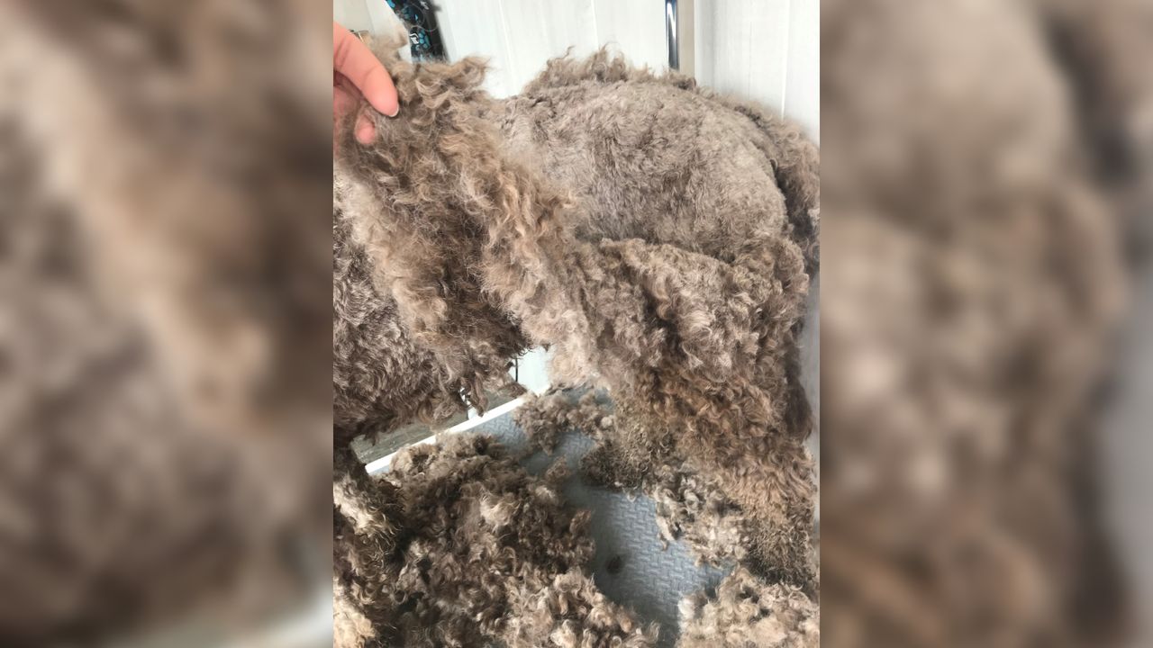 Plakkaten die bij een hond worden afgeschoren (Foto: Diana Verhagen).