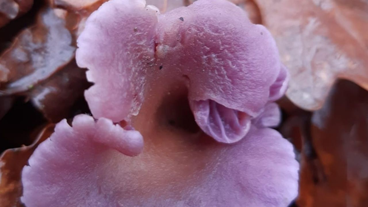 Amethistzwam of rodekoolzwam (foto: Corine Prinse). 