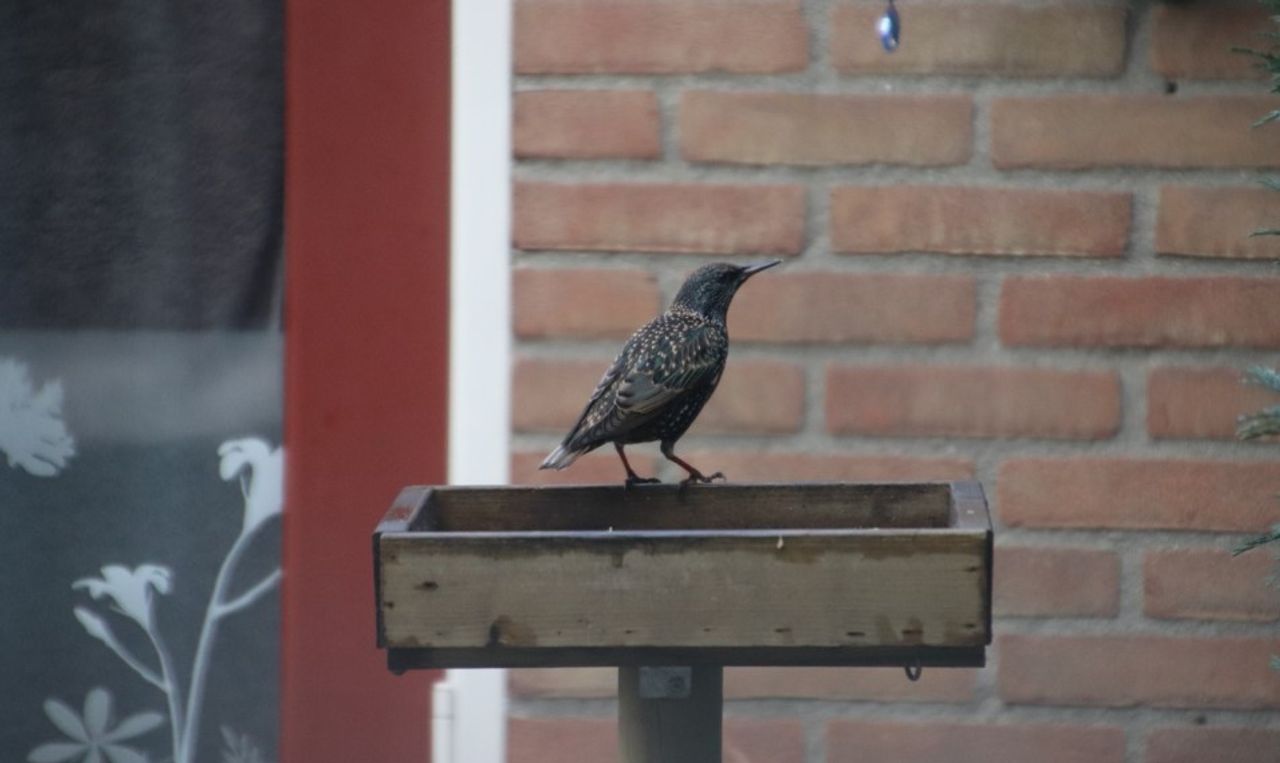 Een solo spreeuw op de voederplank bij Jacques Huismeester (foto: Jacques Huismeester).