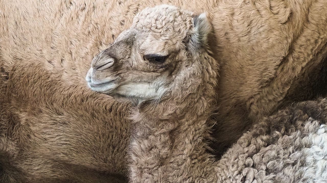 Dromedaris Maxime blijft nog even binnen (Foto: Beekse Bergen).