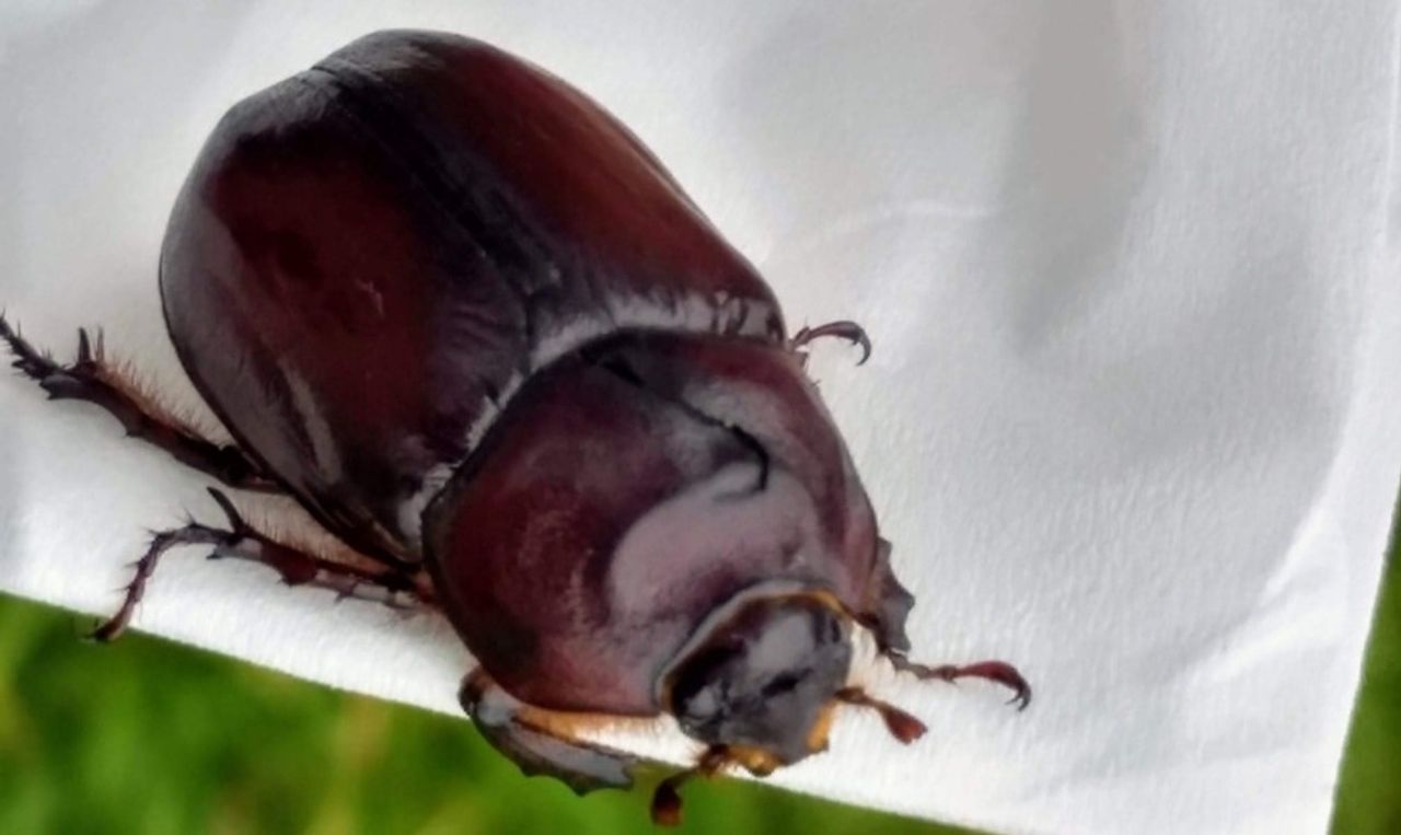 Een meikever (foto: Marjan Beekwilder).