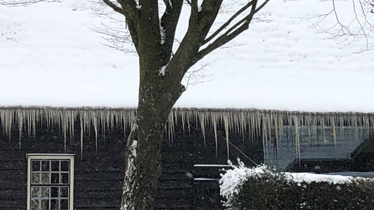 Ze zijn overal, hier in Uitwijk (foto: Hans de Graaff).