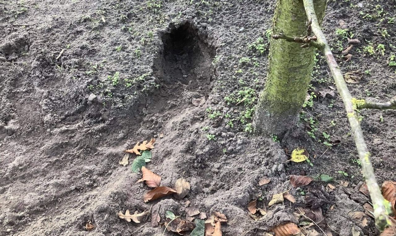Een dassenpijp (foto: Conny de Jongh Rasenberg).